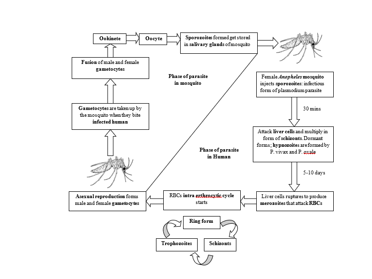 Malaria Pathology flow diagram