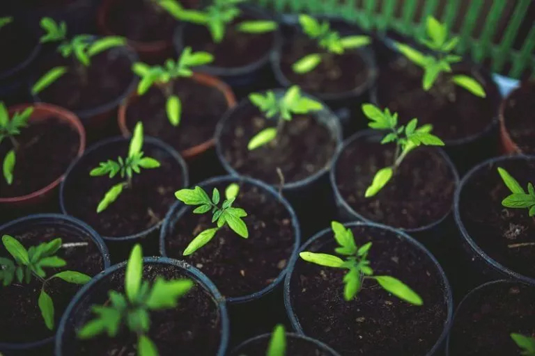 Many small potted plants with green leaves, symbolizing the growth and vitality of plants in Agricultural Chemistry Homework Help