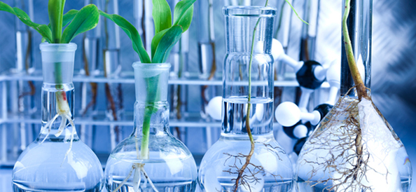 Assorted plants in glass vases with water, displayed in a biochemistry lab to be used in biochemistry assignment help