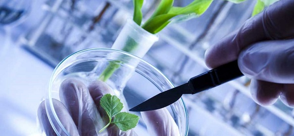 A student holding a knife, cutting a plant as part of a biochemistry experiment for Biochemistry Homework Help