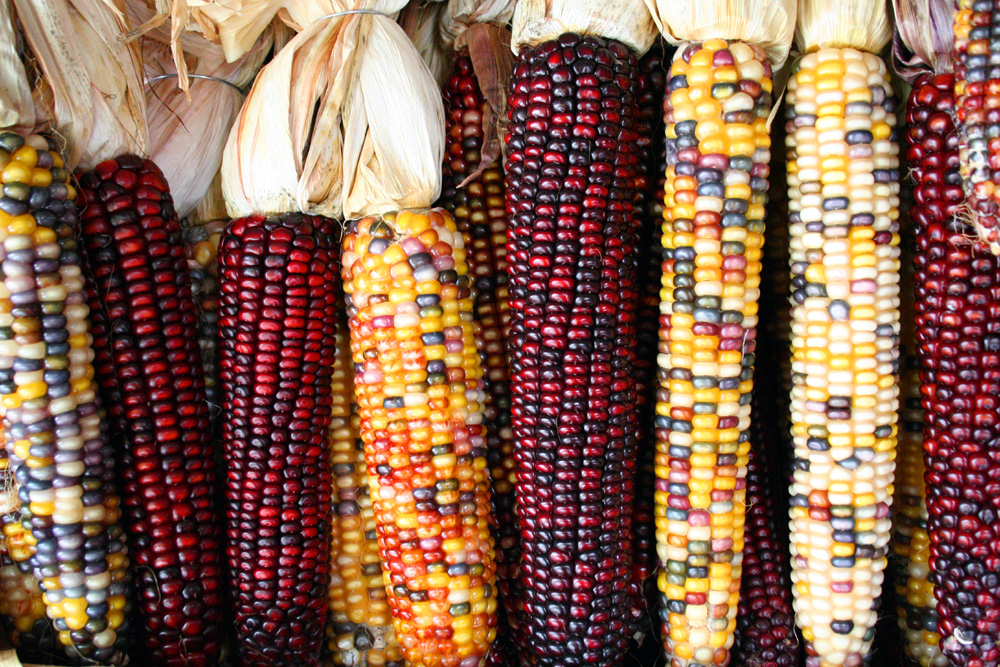 set-up of several ears of multicoloured flint corn, also known as Indian corn, showcasing kernels in vibrant reds, yellows, purples, and whites. The husks are peeled back to reveal the diverse patterns that look like natural version of bioinformatics data