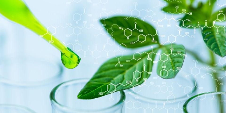 Image of a green liquid into a test tube against a background of green leaves. Molecular structures are overlaid, symbolizing scientific research in plant biotechnology homework help