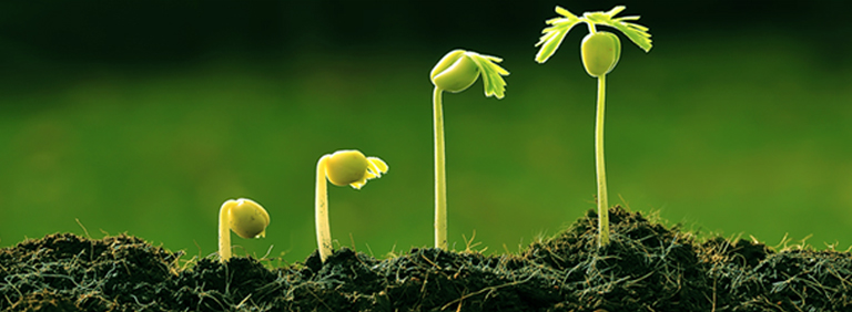 Group of small plants flourishing in the ground, highlighting botany homework help