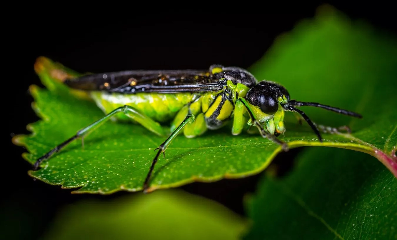 An insect with green and black colours rests on a leaf, exemplifying the intricate relationships between organisms in biology