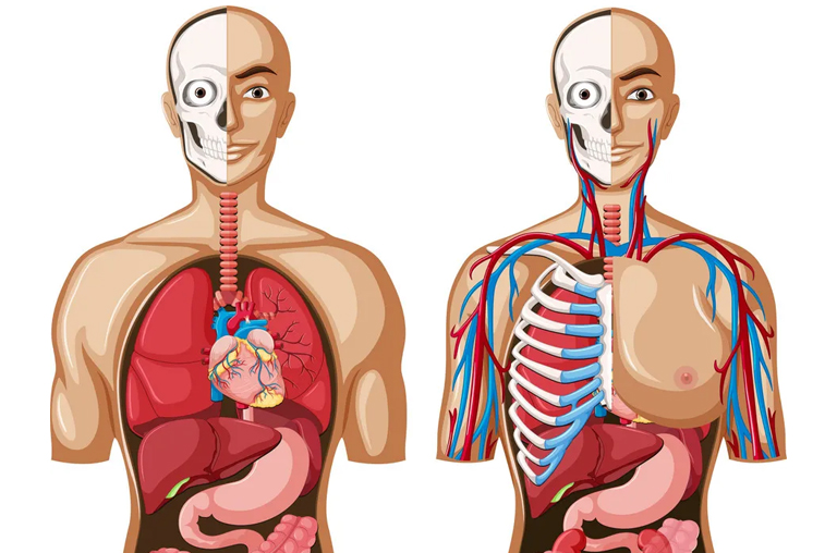 Human heart model displayed for human anatomy assignment concept.