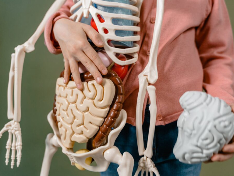 A child holding a model of a human skeleton, representing Human Physiology Assignment Help