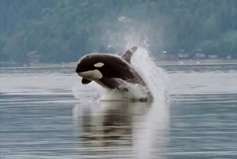 An orca whale gracefully leaps out of the ocean, showcasing the Hydrodynamics Homework Help concept in action