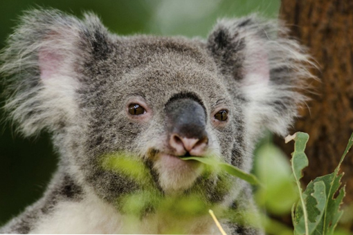 Bulging in eucalyptus leaves, illustrating the fascinating connection between animal and plant physiology