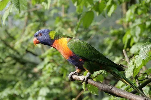 A branch, exemplifying the interconnectedness between birds and trees, reflecting the concept of plant physiology homework help 