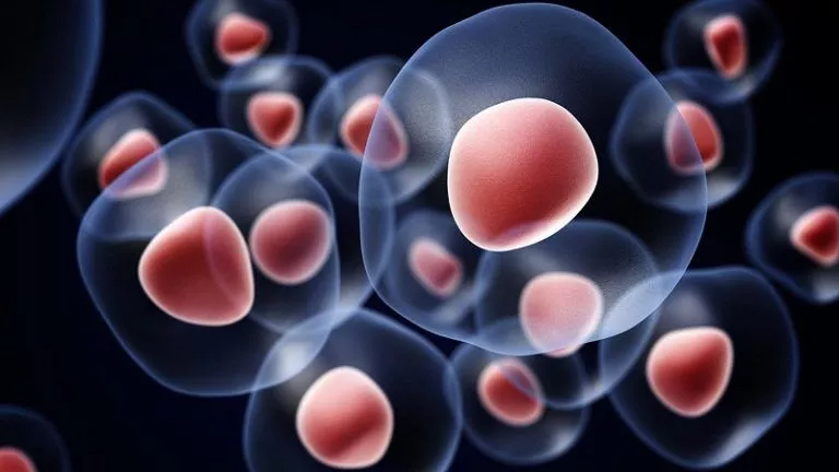 A depiction of red and white cells, representing a Online Therapeutics Help