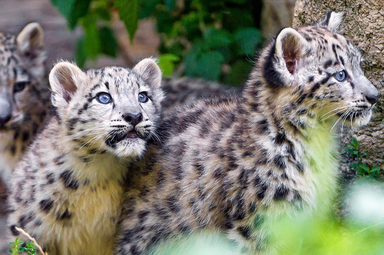 Three snow leopards, expert climbers with strong legs and keen eyesight, are captured standing in the grass, symbolizing their adaptability in the wild and Zoology Homework Help concept