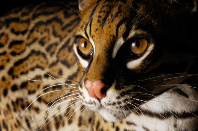 A leopard staring directly at the camera, showcasing its distinctive rosette patterns, a common feature in felid zoology